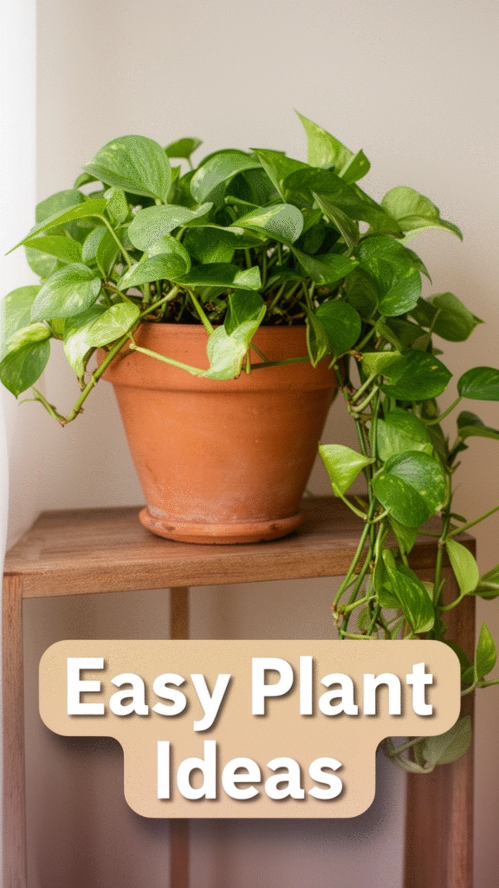 Entryway Terracotta Pot with a Trailing Pothos Plant on a Low Wooden Shelf